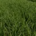 香河产地常年直供精品头茬二茬韭菜质量好价格实惠