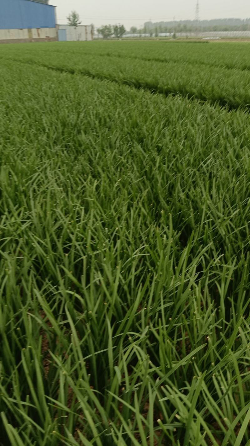 香河产地常年直供精品头茬二茬韭菜质量好价格实惠