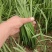 香河产地常年直供精品头茬二茬韭菜质量好价格实惠