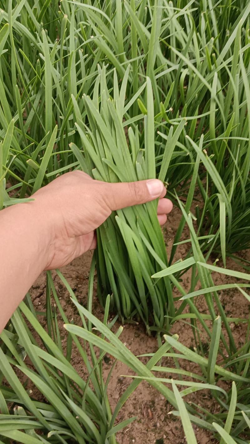 香河产地常年直供精品头茬二茬韭菜质量好价格实惠