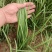 香河产地常年直供精品头茬二茬韭菜质量好价格实惠