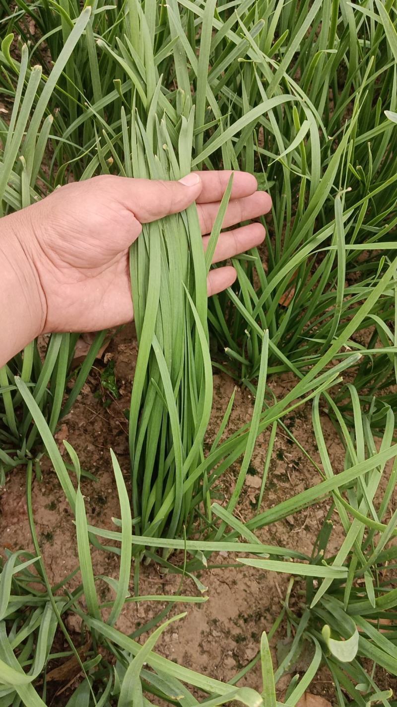 香河产地常年直供精品头茬二茬韭菜质量好价格实惠