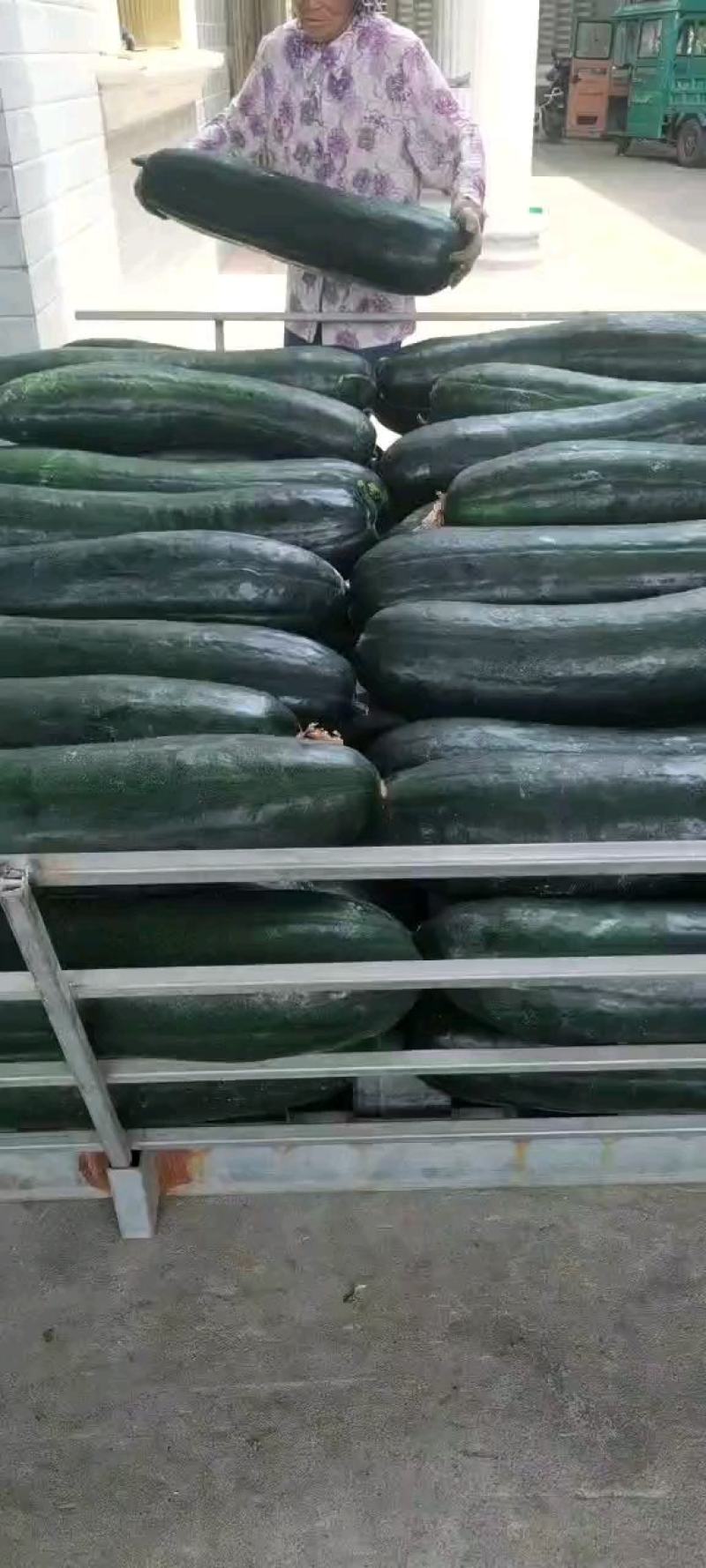 黑皮冬瓜精品黑皮冬瓜大量上市价格便宜欢迎来电咨询