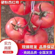 辽宁新民西红柿实力代办一手货源量大价优欢迎老板来电咨询
