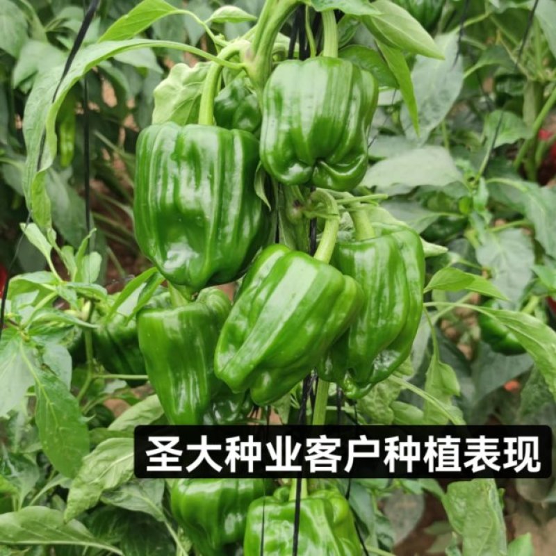 麻椒苗辣椒苗麻辣椒苗薄皮皱皮椒苗口感好早熟