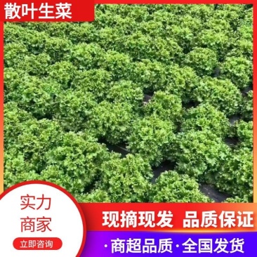 精品生菜,一手货源,品质保证,量大从优,欢迎咨询