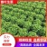 精品生菜,一手货源,品质保证,量大从优,欢迎咨询