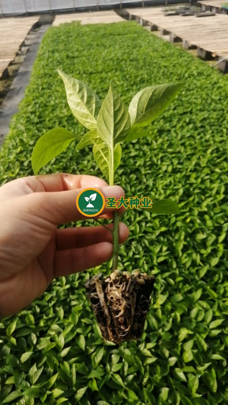 麻椒苗辣椒苗麻辣椒苗薄皮皱皮椒苗口感好早熟