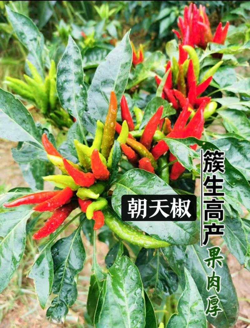 朝天椒苗辣椒苗红辣椒苗簇生朝天椒苗蔬菜苗
