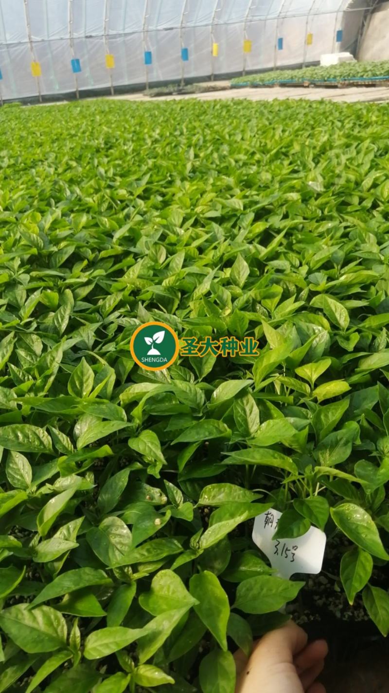 朝天椒苗辣椒苗红辣椒苗簇生朝天椒苗蔬菜苗