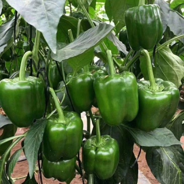 方椒苗柿子椒苗辣椒苗太空椒苗质量保障诚信为本