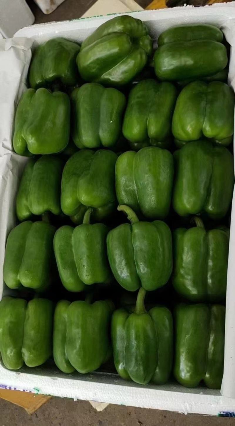 方椒苗柿子椒苗辣椒苗太空椒苗质量保障诚信为本