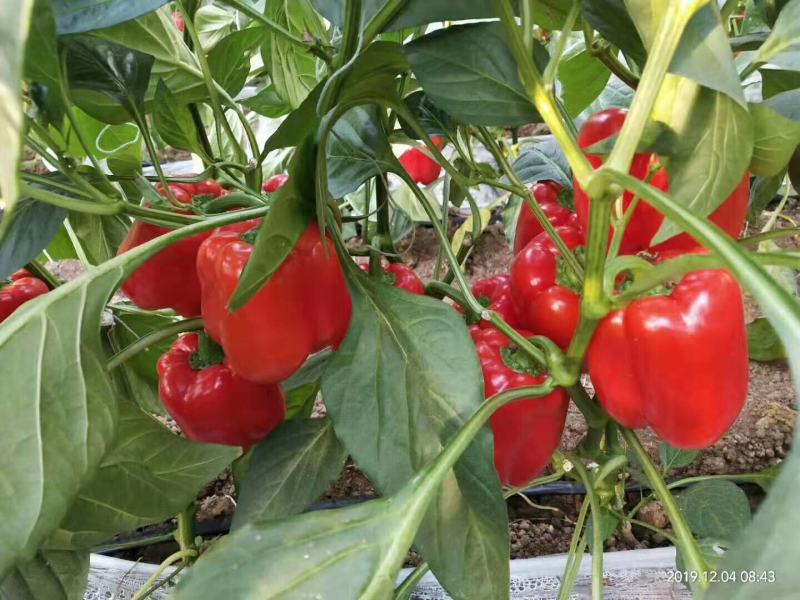 方椒苗柿子椒苗辣椒苗太空椒苗质量保障诚信为本