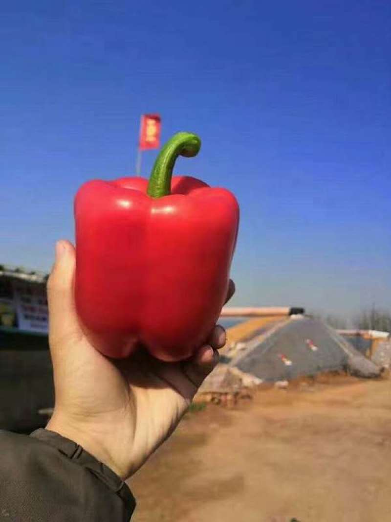 方椒苗柿子椒苗辣椒苗太空椒苗质量保障诚信为本
