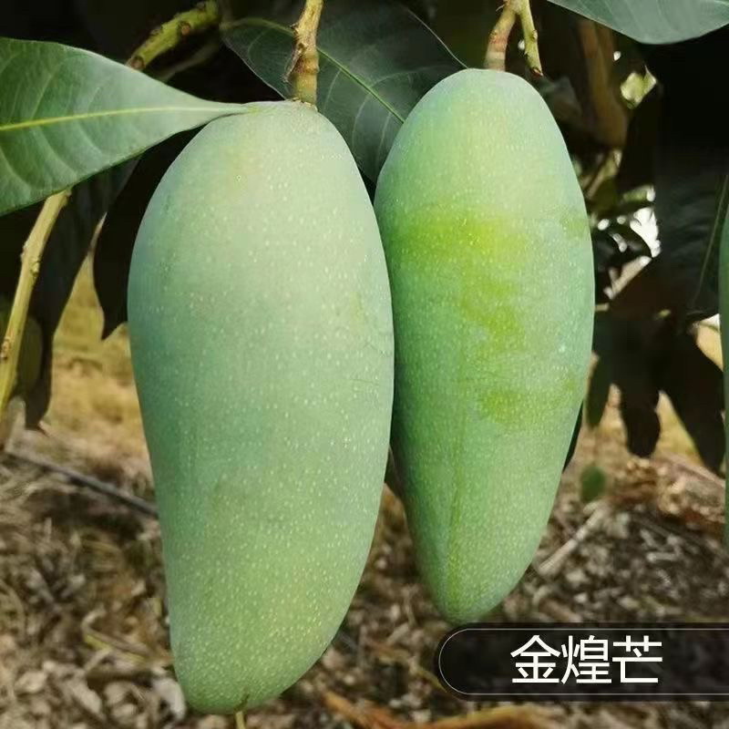 芒果苗树苗四季蜜芒金煌芒苗嫁接苗品种广西带叶保证真苗感