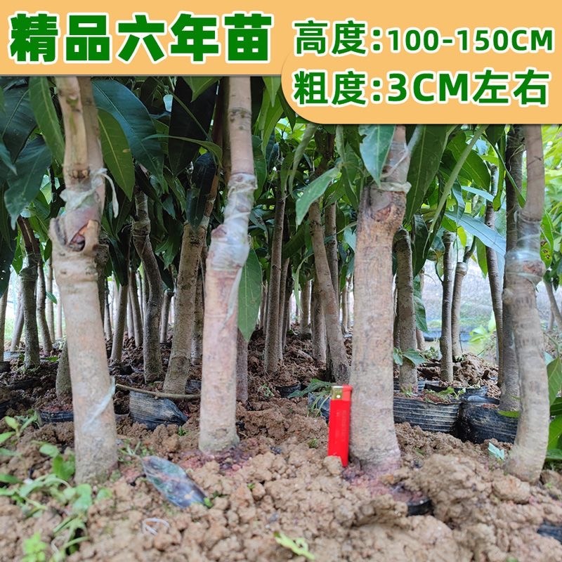 芒果苗树苗四季蜜芒金煌芒苗嫁接苗品种广西带叶保证真苗感