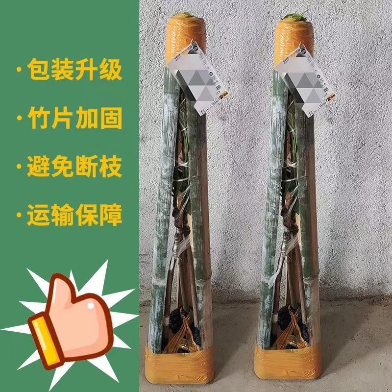 芒果苗树苗四季蜜芒金煌芒苗嫁接苗品种广西带叶保证真苗感