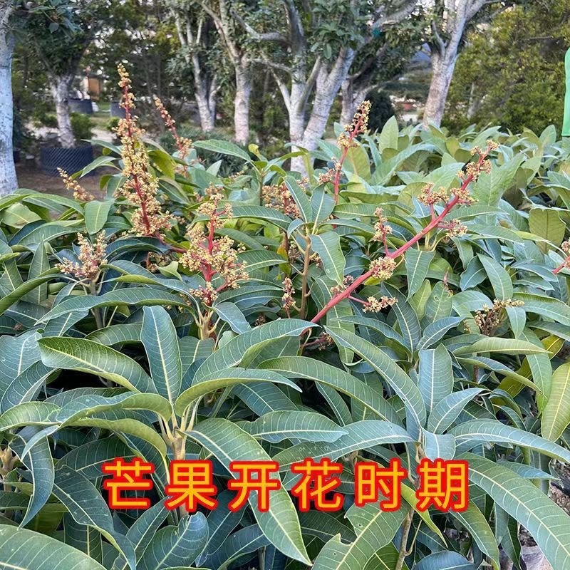 芒果苗树苗四季蜜芒金煌芒苗嫁接苗品种广西带叶保证真苗感