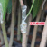 芒果苗树苗四季蜜芒金煌芒苗嫁接苗品种广西带叶保证真苗感