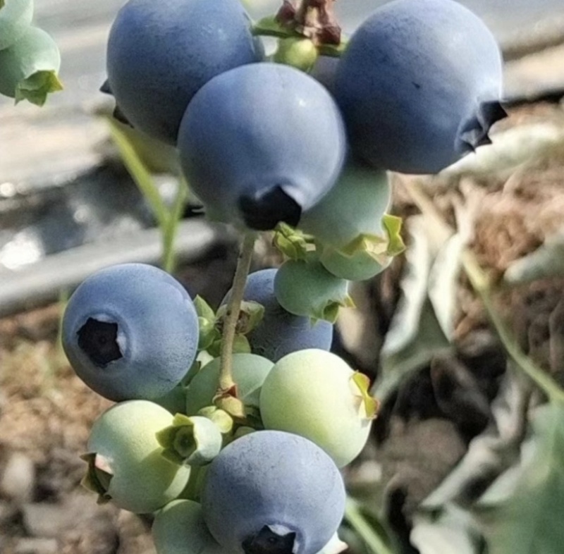 蓝莓大量供货产地一手货保质保量欢迎选购