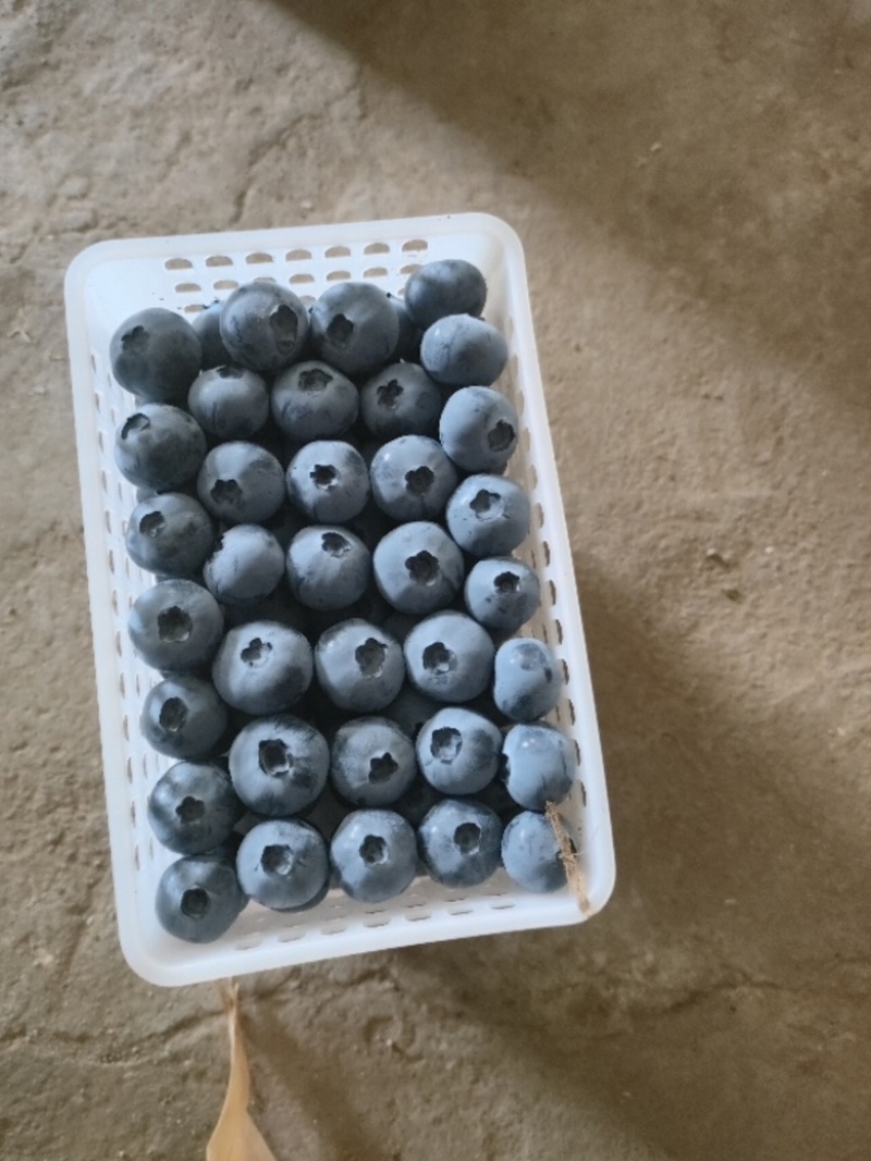 蓝莓大量供货产地一手货保质保量欢迎选购
