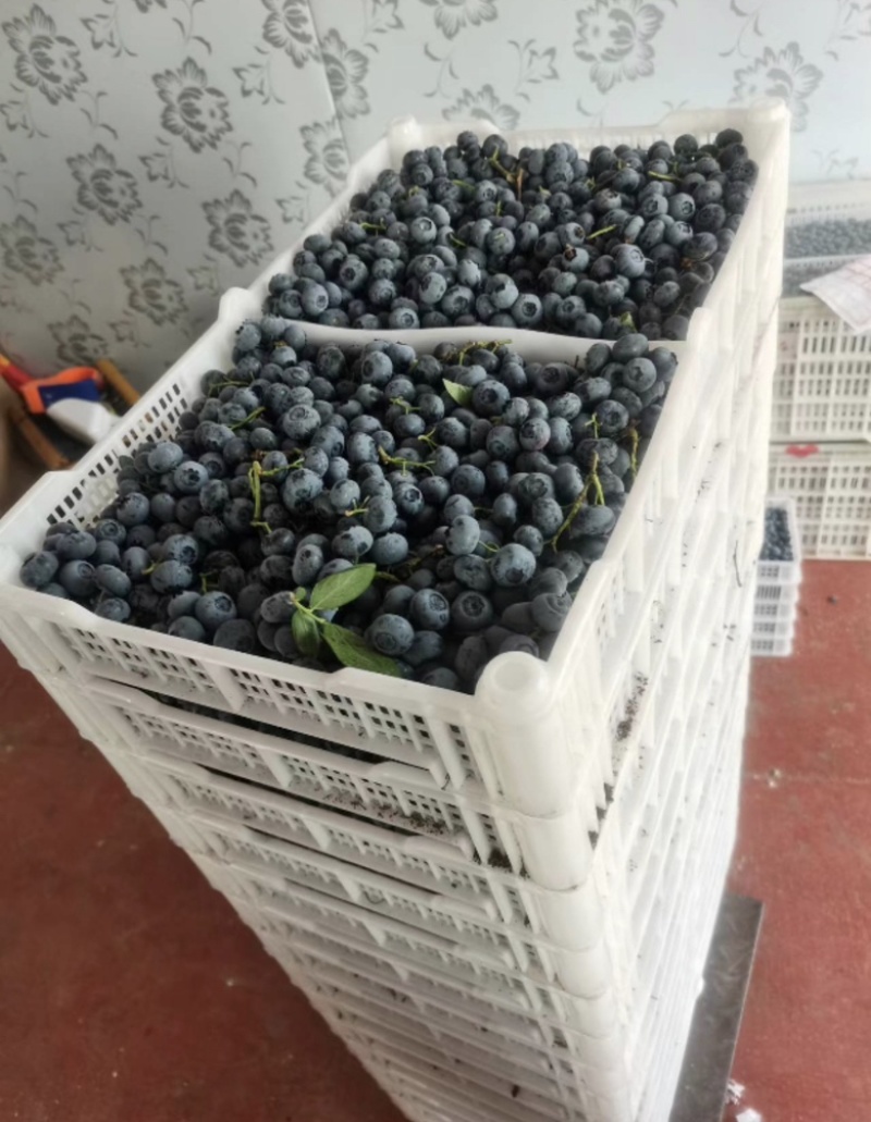 蓝莓大量供货产地一手货保质保量欢迎选购