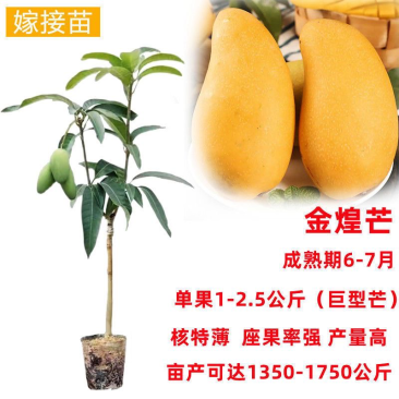 芒果苗树苗四季蜜芒金煌芒苗嫁接苗品种广西带叶保证真苗感