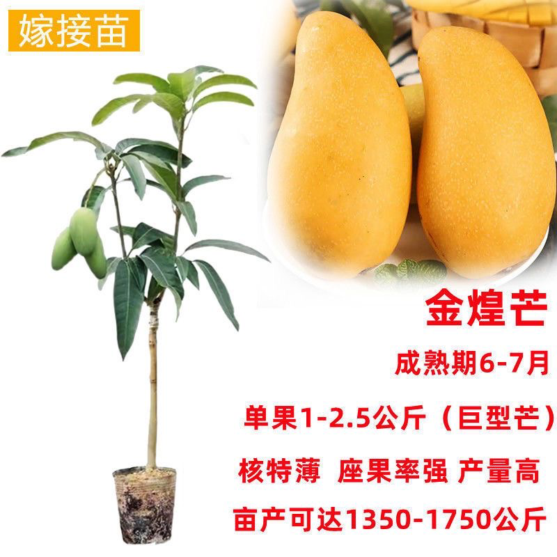 芒果苗树苗四季蜜芒金煌芒苗嫁接苗品种广西带叶保证真苗感