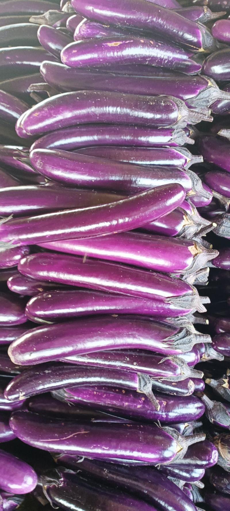A级精品紫长茄，广茄，紫把，产地直供，保证质量。