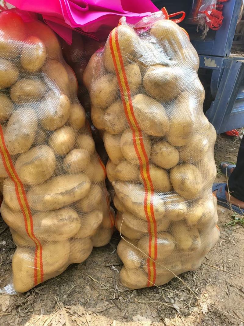 黄皮黄心土豆