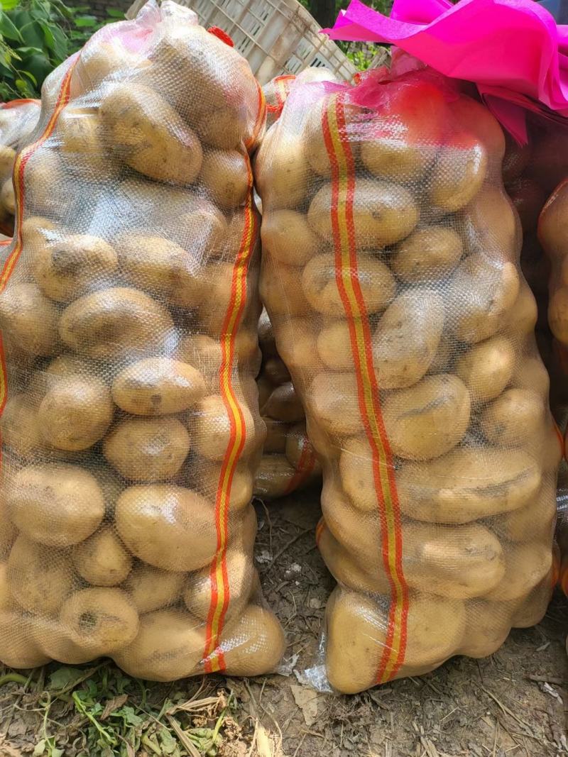 黄皮黄心土豆