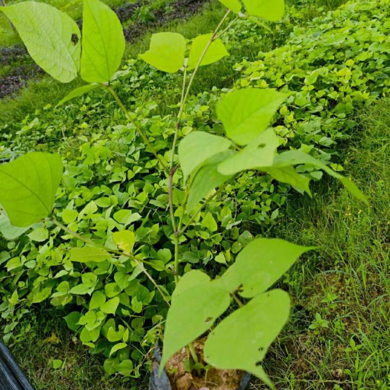 2306苗圃供应葛藤袋苗葛麻藤生态修复复绿