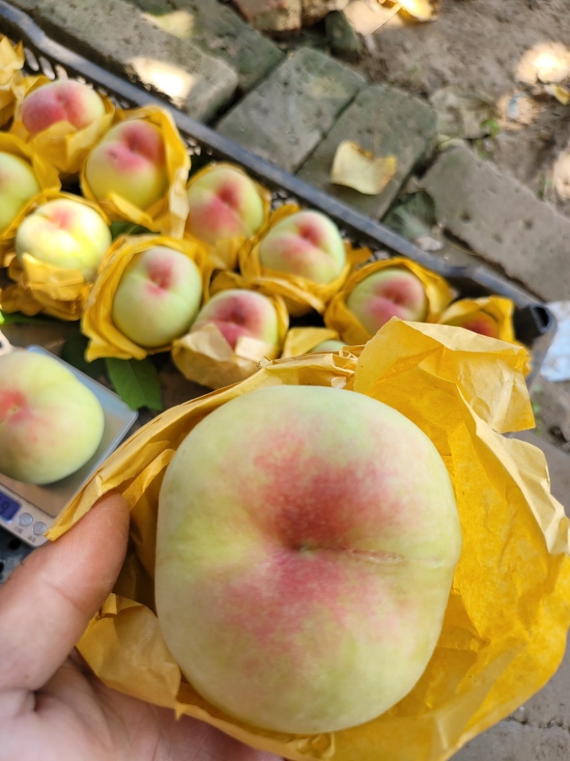 爆甜正宗水蜜桃