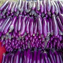 A级精品紫长茄，广茄，紫把，产地直供，保证质量。