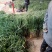 陕北米脂山地红葱