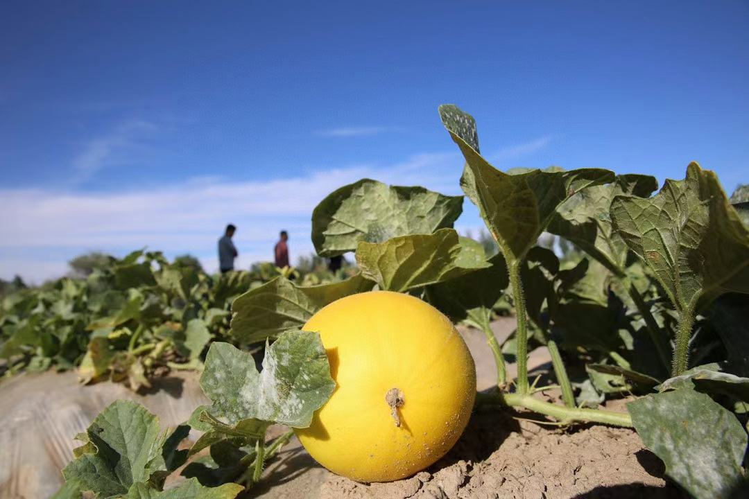 哈密瓜田间管理图