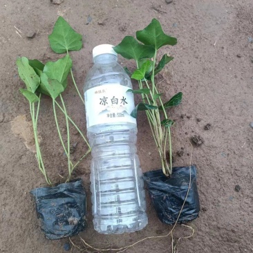 常春藤多年生爬藤植物花镜花台室内装饰