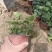 常春藤多年生爬藤植物花镜花台室内装饰