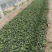 常春藤多年生爬藤植物花镜花台室内装饰
