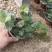 常春藤多年生爬藤植物花镜花台室内装饰