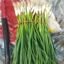红根蒜苗，一点红，吉林产区，品质保证，大量供应，全国
