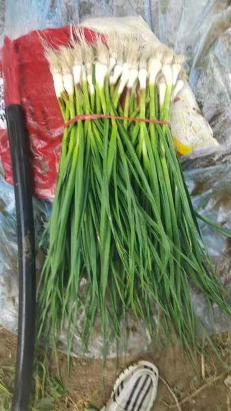 红根蒜苗，一点红，吉林产区，品质保证，大量供应，全国代发