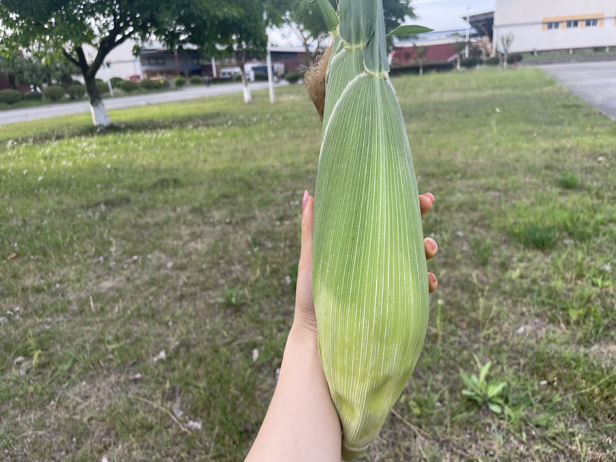 挑选新鲜水果玉米