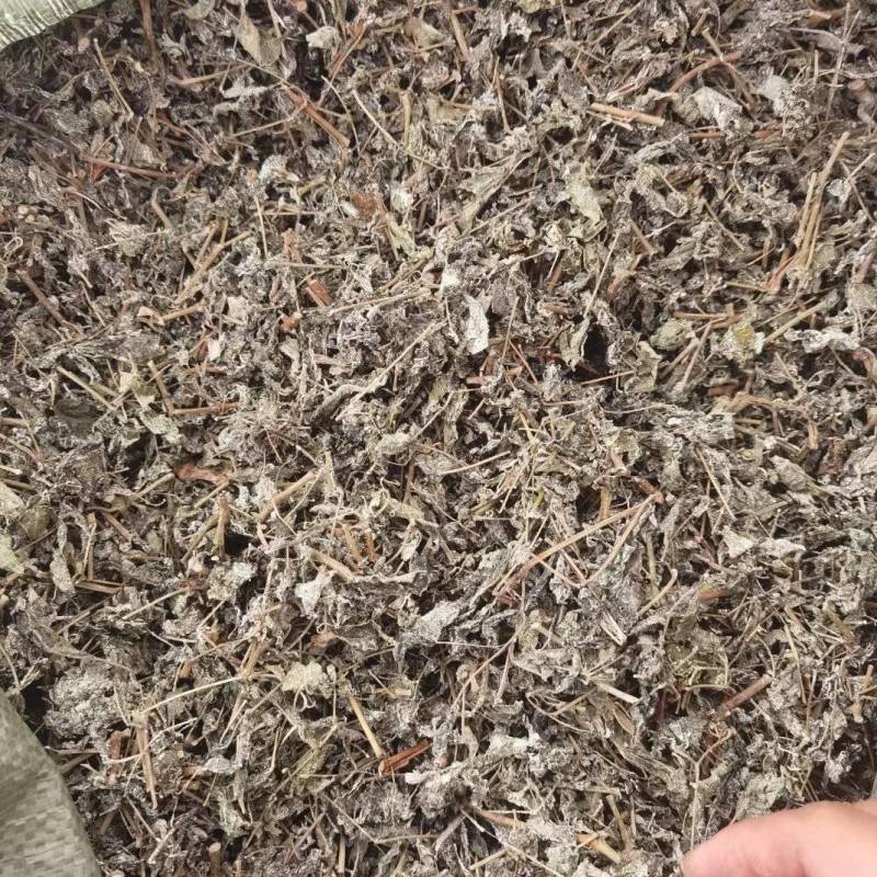 藤茶