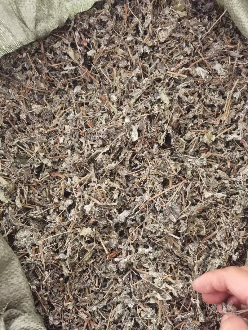 藤茶
