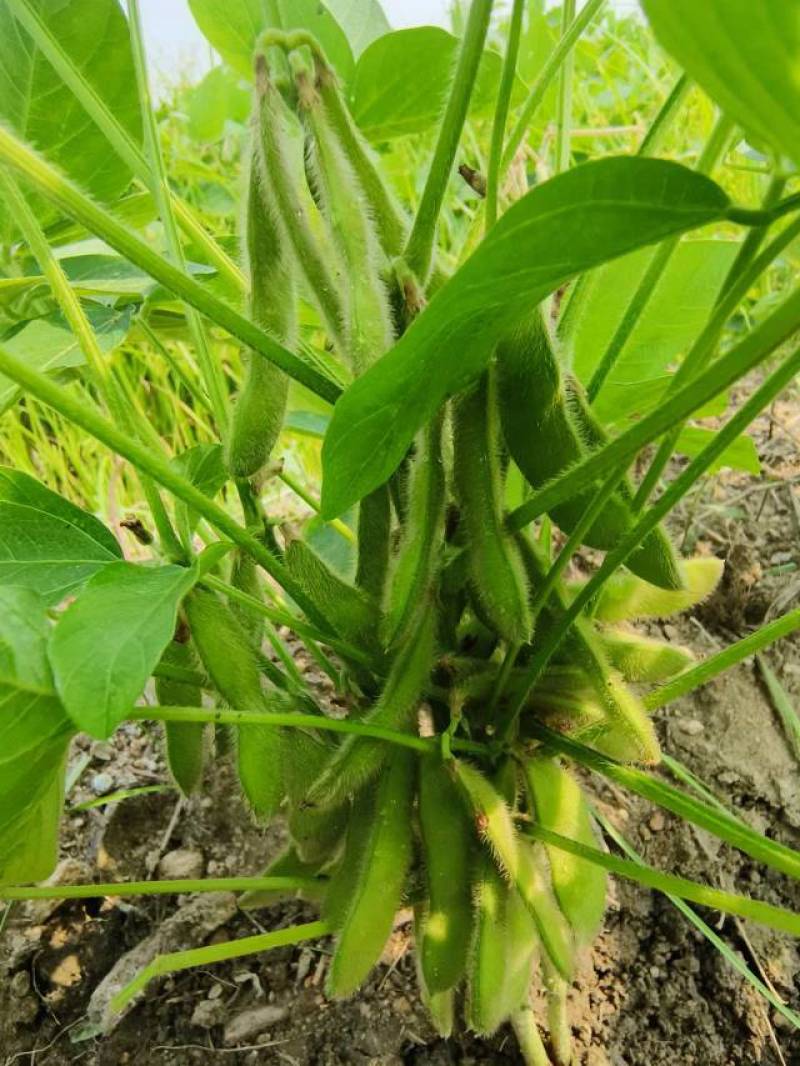 毛豆