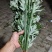 大量出销端午节艾草，新鲜艾草，1000亩基地直发