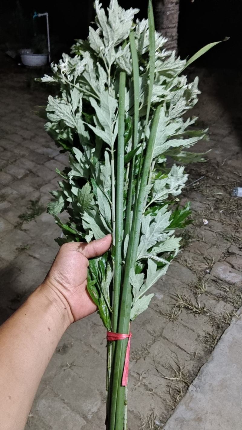 大量出销端午节艾草，新鲜艾草，1000亩基地直发