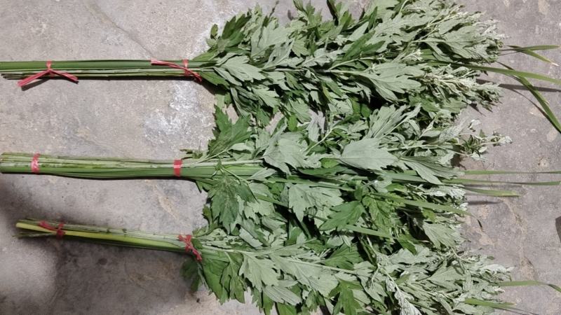 大量出销端午节艾草，新鲜艾草，1000亩基地直发