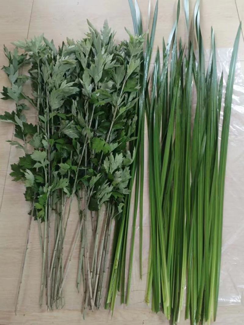 大量出销端午节艾草，新鲜艾草，1000亩基地直发